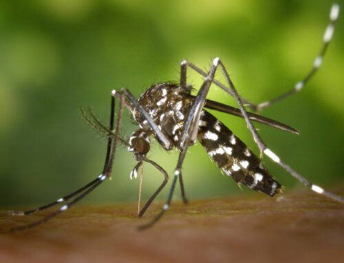 Mosquito Prevention: Protecting Your Family from Disease